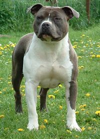 Étalon American Staffordshire Terrier - CH. Vicking blue des Bentleys d'argent