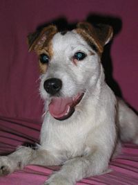 Étalon Jack Russell Terrier - Uppykaï Fancy free