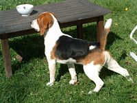Étalon Beagle - Alpine du prieure de vernelle