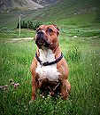 Étalon American Staffordshire Terrier - Code red Von ronny's red company