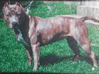 Étalon American Staffordshire Terrier - Tex's Hamanda