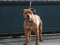 Étalon American Staffordshire Terrier - Card Tacoma winamac of pititon's