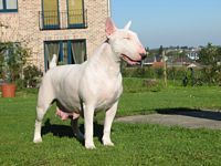 Étalon Bull Terrier - Born in timber Chelsea