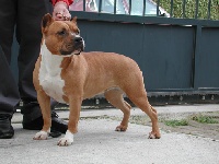 Étalon American Staffordshire Terrier - Pititon's Typical taffy chasqpit