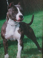 Étalon American Staffordshire Terrier - Pititon's Rengy