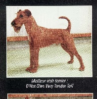 Étalon Irish Terrier - CH. O'Nut Glen Very tender toff