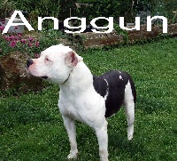 Étalon American Staffordshire Terrier - Anggun (Sans Affixe)