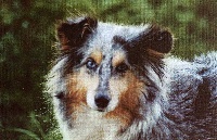 Étalon Shetland Sheepdog - Tootsy blue De goazilec