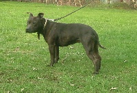 Étalon Staffordshire Bull Terrier - Voice from nirvana des lutteurs d'antan