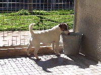 Étalon Jack Russell Terrier - Aline de la Combe des Lavandes