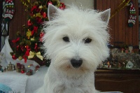 Étalon West Highland White Terrier - Valentine du domaine du Bois Colin