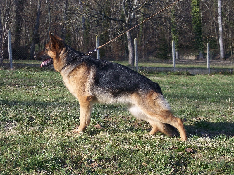 Chien Berger Allemand Vanille De La Louve Rousse
