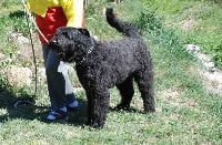 Étalon Bouvier des Flandres - Forban de la Genesis
