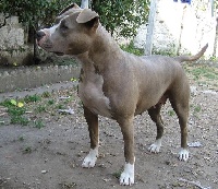 Étalon American Staffordshire Terrier - Uston (Sans Affixe)