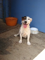 Étalon Jack Russell Terrier - Vénus du blandinet