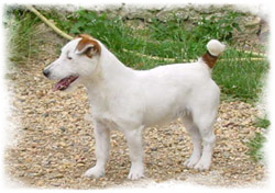 Jack Russell Terrier - Vito de king bassie