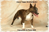 Étalon Bull Terrier - CH. Umpa's teepee Of little big bull