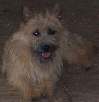 Étalon Cairn Terrier - Anouk De la paix retrouvee