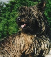 Étalon Cairn Terrier - Orlane Des coteaux des tourbieres