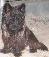 Étalon Cairn Terrier - Achaa Des marais de courmont