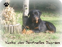 Étalon Rottweiler - Vasko, dit wolf des sentinelles sacrées