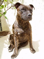 Étalon Staffordshire Bull Terrier - Asian des dobs de la Loube