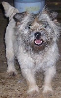 Étalon Cairn Terrier - Opium D'Ez Mortes Terres