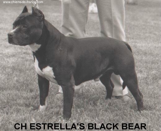 CH. Estrella's Black bear