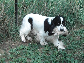 Very Nice De Nimrody Chien De Race Toutes Races En Tous