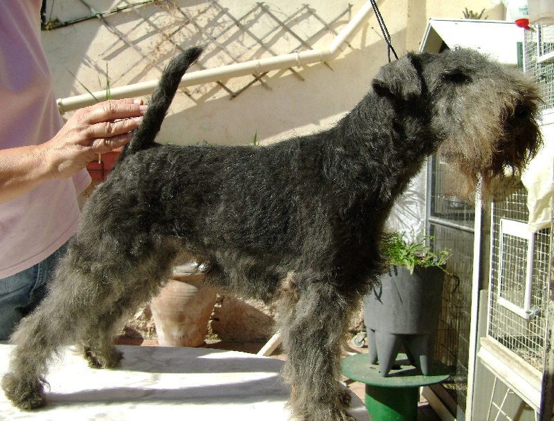 CH. Tiphaine Des tip top terriers