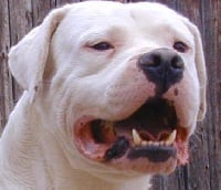 Étalon Dogo Argentino - Stomy De atoca blanca