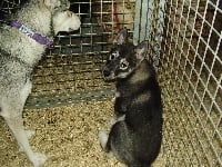 Étalon Siberian Husky - Baïkal Des Loups De L'Etoile Polaire