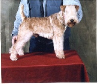 Étalon Lakeland Terrier - CH. Props De grand vallon