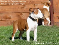 Étalon American Staffordshire Terrier - Bloodline des Protecteurs D'Anjody