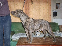 Étalon American Staffordshire Terrier - U'loockom Du grand valois