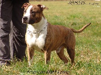 Étalon American Staffordshire Terrier - Believe in me des Protecteurs D'Anjody