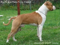 Étalon American Staffordshire Terrier - CH. Bounty des Protecteurs D'Anjody