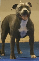 Étalon American Staffordshire Terrier - Blue de la griffe du diamant bleu