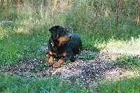 Étalon Rottweiler - Ruby vom markovicher wappen