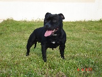 Étalon Staffordshire Bull Terrier - CH. Widestaff Black diamond