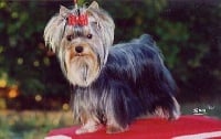 Étalon Yorkshire Terrier - CH. Star dust de France D'Iela