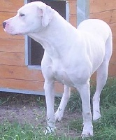 Étalon Dogo Argentino - Vesña De atoca blanca
