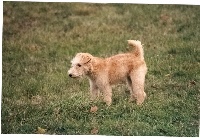 Étalon Lakeland Terrier - Ambre De grand vallon