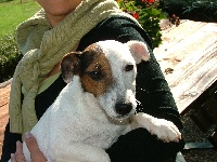 Étalon Jack Russell Terrier - Alouette Du hameau du chateau