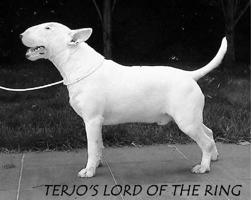 Terjo's Lord of the ring