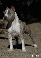 Étalon American Staffordshire Terrier - Viskaya du domaine de Zeus