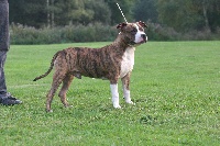 Étalon American Staffordshire Terrier - Bosco  des Cynolégionnaires