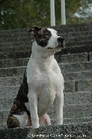 Étalon American Staffordshire Terrier - Booba des Cynolégionnaires