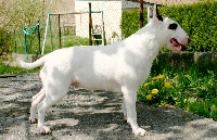 Étalon Bull Terrier - Yendorian Authentic design