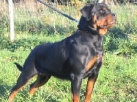 Étalon Rottweiler - Ashka'vdf (Sans Affixe)